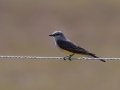 Western Kingbird - Lagerman Agricultural Preserve--Lagerman Reservoir - Boulder County, Colorado - 7-26-2022