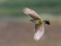 Western Kingbird - Lagerman Agricultural Preserve--Lagerman Reservoir - Boulder County, Colorado - 7-26-2022