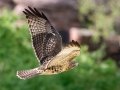 Red-tailed Hawk - Old Saint Vrain Rd - Boulder County, Colorado - 7-21-2022