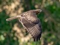 Red-tailed Hawk - Old Saint Vrain Rd - Boulder County, Colorado - 7-21-2022
