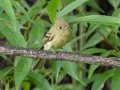 Cordilleran Flycatcher - South Boulder Creek Trail Area - Boulder County, Colorado - 7-19-2022