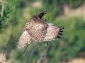 Red-tailed Hawk - Old Saint Vrain Rd - Boulder County, Colorado - 7-21-2022
