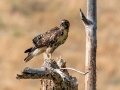 Red-tailed Hawk - Old Saint Vrain Rd - Boulder County, Colorado - 7-21-2022
