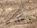 Vesper Sparrow - Lagerman Agricultural Preserve--Lagerman Reservoir - Boulder County, Colorado - 7-26-2022