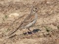 Vesper Sparrow - Lagerman Agricultural Preserve--Lagerman Reservoir - Boulder County, Colorado - 7-26-2022