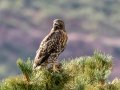 Red-tailed Hawk (calurus/alascensis) - Old Saint Vrain Rd - Boulder County, Colorado - 7-21-2022