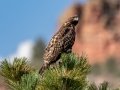 Red-tailed Hawk (calurus/alascensis) - Old Saint Vrain Rd - Boulder County, Colorado - 7-21-2022