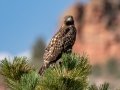 Red-tailed Hawk (calurus/alascensis) - Old Saint Vrain Rd - Boulder County, Colorado - 7-21-2022