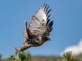 Red-tailed Hawk (calurus/alascensis) - Old Saint Vrain Rd - Boulder County, Colorado - 7-21-2022