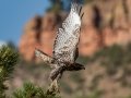 Red-tailed Hawk (calurus/alascensis) - Old Saint Vrain Rd - Boulder County, Colorado - 7-21-2022