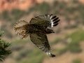 Red-tailed Hawk (calurus/alascensis) - Old Saint Vrain Rd - Boulder County, Colorado - 7-21-2022