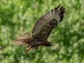 Red-tailed Hawk (calurus/alascensis) - Old Saint Vrain Rd - Boulder County, Colorado - 7-21-2022