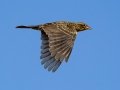 Red-winged Blackbird- Lagerman Agricultural Preserve--Lagerman Reservoir - Boulder County, Colorado - 7-26-2022