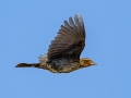 Red-winged Blackbird- Lagerman Agricultural Preserve--Lagerman Reservoir - Boulder County, Colorado - 7-26-2022