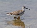 Wilson's Phalarope - Lagerman Agricultural Preserve--Lagerman Reservoir - Boulder County, Colorado - 7-26-2022