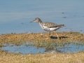 Spotted Sandpiper - Lagerman Agricultural Preserve--Lagerman Reservoir - Boulder County, Colorado - 7-26-2022
