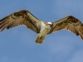 Osprey - Lagerman Agricultural Preserve--Lagerman Reservoir - Boulder County, Colorado - 7-26-2022