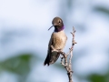 Black-chinned Hummingbird - South Boulder Creek Trail Area - Boulder County, Colorado - 7-19-2022