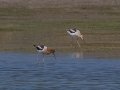 American Avocets - Lagerman Agricultural Preserve--Lagerman Reservoir - Boulder County, Colorado - 7-26-2022
