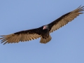 Turkey Vulture - Lagerman Agricultural Preserve--Lagerman Reservoir - Boulder County, Colorado - 7-26-2022