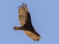 Turkey Vulture - Lagerman Agricultural Preserve--Lagerman Reservoir - Boulder County, Colorado - 7-26-2022