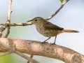 House Wren - Lagerman Agricultural Preserve--Lagerman Reservoir - Boulder County, Colorado - 7-26-2022