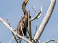 Double-crested Cormorant - Lagerman Agricultural Preserve--Lagerman Reservoir - Boulder County, Colorado - 7-26-2022