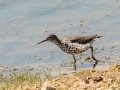 Spotted Sandpiper - Lagerman Agricultural Preserve--Lagerman Reservoir - Boulder County, Colorado - 7-26-2022