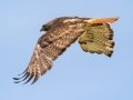 Red-tailed Hawk - Lagerman Agricultural Preserve--Lagerman Reservoir - Boulder County, Colorado - 7-26-2022