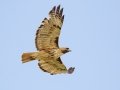Red-tailed Hawk - Lagerman Agricultural Preserve--Lagerman Reservoir - Boulder County, Colorado - 7-26-2022