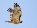 Red-tailed Hawk - Lagerman Agricultural Preserve--Lagerman Reservoir - Boulder County, Colorado - 7-26-2022