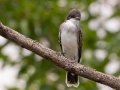 Eastern Kingbird - Lagerman Agricultural Preserve--Lagerman Reservoir - Boulder County, Colorado - 7-26-2022