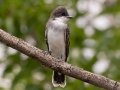 Eastern Kingbird - Lagerman Agricultural Preserve--Lagerman Reservoir - Boulder County, Colorado - 7-26-2022