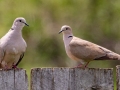 Eurasian Collared-Doves - Lagerman Agricultural Preserve--Lagerman Reservoir - Boulder County, Colorado - 7-26-2022