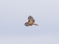Red-tailed Hawk (borealis) - Teller Lakes South - Boulder County, Colorado - 7-19-2022