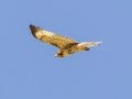 Red-tailed Hawk (borealis) - Teller Lakes South - Boulder County, Colorado - 7-19-2022