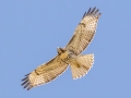 Red-tailed Hawk (borealis) - Teller Lakes South - Boulder County, Colorado - 7-19-2022