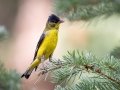 Lesser Goldfinch - Eldorado Canyon - Boulder County, Colorado - 7-19-2022