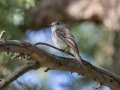 Hammond's Flycatcher - Eldorado Canyon SP - Boulder County, Colorado - 7-19-2022