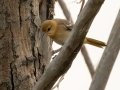 Bullock's Oriole - White Rocks Trail - Boulder County, Colorado - 7-26-2022