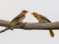 Bullock's Orioles - White Rocks Trail - Boulder County, Colorado - 7-26-2022