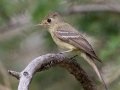 Cordilleran Flycatcher - Eldorado Canyon - Boulder County, Colorado - 7-19-2022