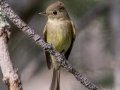 Cordilleran Flycatcher - Eldorado Canyon - Boulder County, Colorado - 7-19-2022