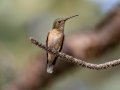 Broad-tailed Hummingbird - Eldorado Canyon - Boulder County, Colorado - 7-19-2022