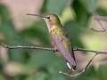 Broad-tailed Hummingbird - Eldorado Canyon - Boulder County, Colorado - 7-19-2022