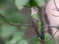 Broad-tailed Hummingbird - Eldorado Canyon - Boulder County, Colorado - 7-19-2022