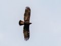 Golden Eagle - Eldorado Canyon - Boulder County, Colorado - 7-19-2022