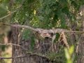 Great Horned Owl - Bobolink Trail - Boulder County, Colorado - 7-27-2022