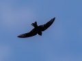 Black Swift - Eldorado Canyon - Boulder County, Colorado - 7-19-2022