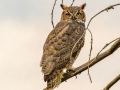 Great Horned Owl - Bobolink Trail - Boulder County, Colorado - 7-27-2022